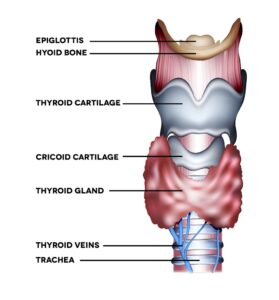 Anatomical diagram of the human larynx