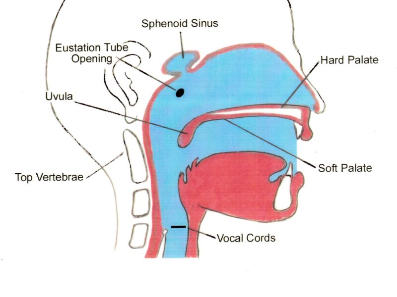 Simple diagram of the human open throat